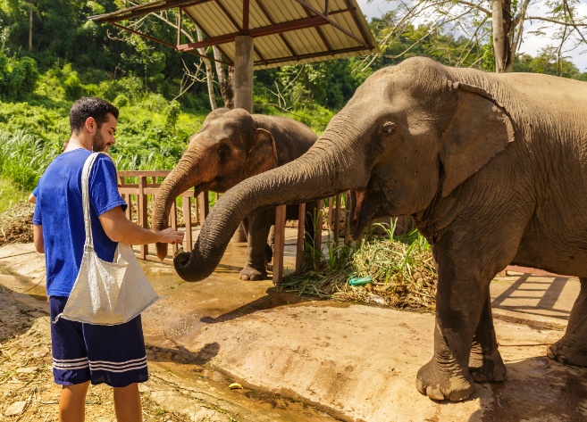 Elephant-Chiang-Mai-Zoo
